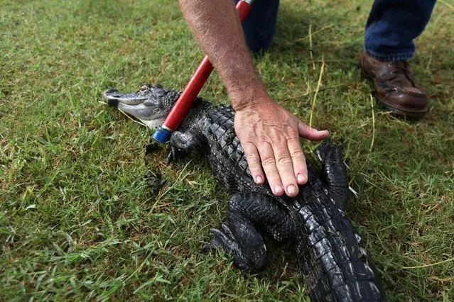 An alligator has its back rubbed after it was caught by a trapper to relocate it to a more natural environment in Orlando,, Florida, U.S., June 19, 2016. (Photo by Carlo Allegri/Reuters)