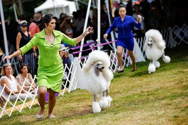 Standard Poodle dogs compete during the 146th Westminster Kennel Club Dog Show at the Lyndhurst Estate in Tarrytown, New York, U.S., June 21, 2022. (Photo by Eduardo Munoz/Reuters)