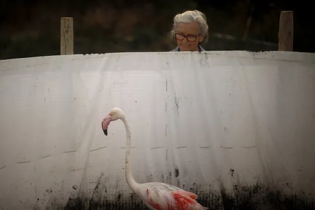 A volunteer looks at a flamingo inside a corral at the Fuente de Piedra natural reserve, near Malaga, southern Spain, July 19, 2014. Around 600 flamingos were tagged and measured before being placed in the lagoon, one of the largest colonies of flamingos in Europe, according to authorities of the natural reserve. (Photo by Jon Nazca/Reuters)