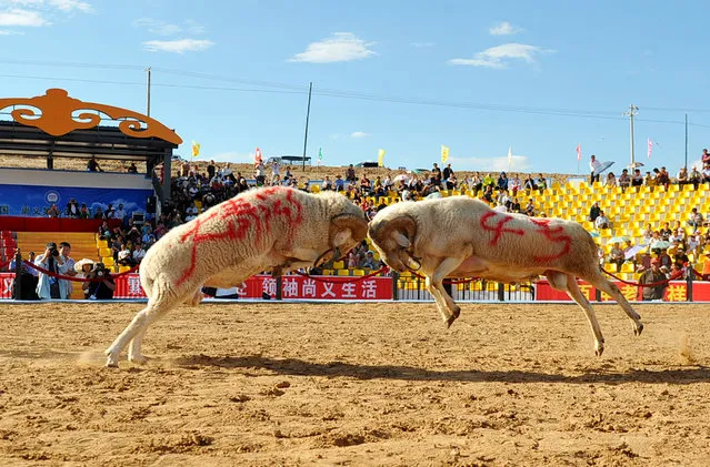Two sheep fight in a competition in Zhangjiakou, Hebei province, China on August 1, 2017. (Photo by Reuters/China Stringer Network)