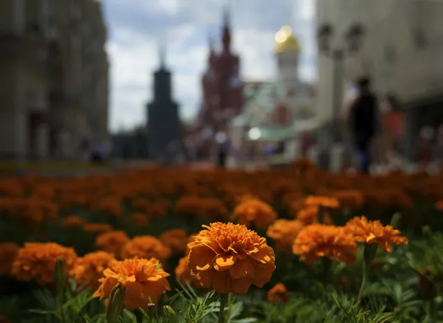 A huge flowerbed is set for a flower festival outside GUM department store at Red Square in Moscow, Russia, Friday, July 1, 2016. (Photo by Ivan Sekretarev/AP Photo)