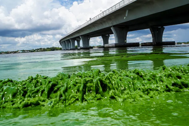 Water full of algae laps along the Sewell's Point shore on the St. Lucie River under an Ocean Boulevard bridge, Monday, June 27, 2016. The Martin County Commission decided at an emergency meeting Tuesday to ask state and federal authorities to declare a disaster where blue-green algae has closed beaches. County officials on Florida's Atlantic coast want the U.S. Army Corps of Engineers to close the locks between Lake Okeechobee and the St. Lucie River. (Photo by Richard Graulich/The Palm Beach Post via AP Photo)