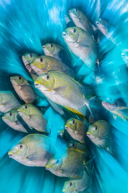 British underwater photographer of the year 2020 and wide angle category highly commended: Rabbit Fish Zoom Blur by Nicholas More (UK) in Raja Ampat, Indonesia. A school of friendly rabbitfish under a jetty. (Photo by Nicholas More/Underwater Photographer of the Year 2020)