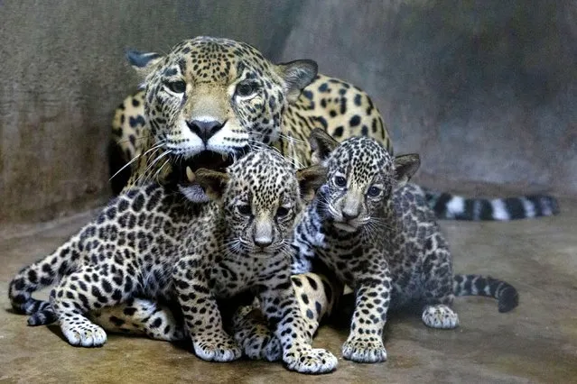 Jaguar cubs (Panthera onca) stand with their mother at their enclosure as they are presented 55-days after being born at the Zoo Nicaragua, in Managua, Nicaragua on July 11, 2022. (Photo by Maynor Valenzuela/Reuters)