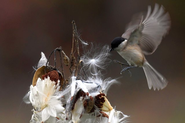 A wood nuthatch (Sitta europaea) flies close to a common milkweed (Asclepias syriaca) near Csobanka, Hungary, 31 October 2024. (Photo by Attila Kovacs/EPA/EFE)