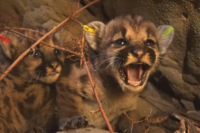 Two newly discovered mountain lion kittens, one of two separate litters found in the eastern Santa Susana Mountains near Los Angeles, California, U.S., are shown in their den in this handout photo released to Reuters July 6, 2016. (Photo by Reuters/National Park Service)