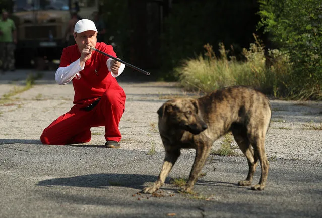 Pavel “Pasho” Burkatsky, a professional dog catcher from Kiev, takes aim with a blow gun to shoot a tranquilizer dart at a stray dog in the exclusion zone around the Chernobyl nuclear power plant on August 19, 2017 near Chornobyl, Ukraine. (Photo by Sean Gallup/Getty Images)