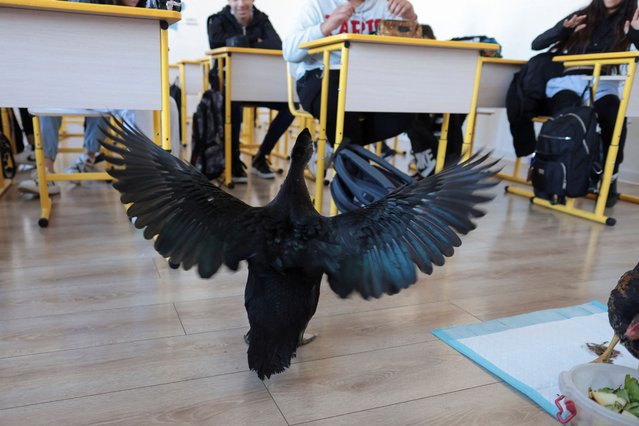 Bubbles the duck spreads its wings during an animal awareness class, in Sindrilita, Ilfov, Romania, on November 7, 2024. (Photo by George Calin/Inquam Photos via Reuters)