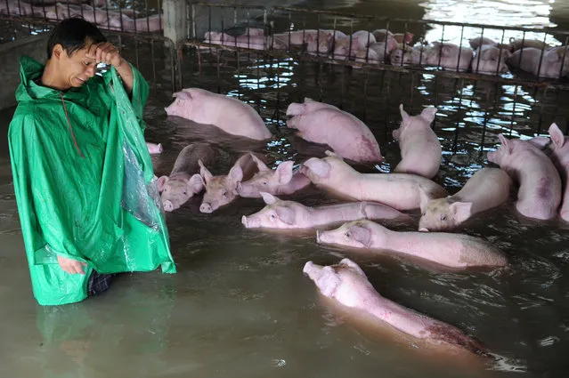 An employee looks at pigs, which cannot be moved away from a flooded farm due to an environmental protection and epidemic prevention measure, before he leaves for a safer place in Liu'an, Anhui Province, China, July 4, 2016. (Photo by Reuters/Stringer)