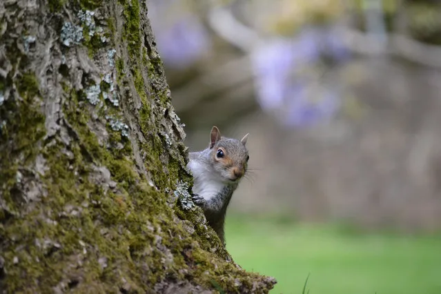 Young Mammal Photographer of the Year, aged 14 and under category winner: Grey Squirrel Peeking by Dylan Jenkins. (Photo by Dylan Jenkins/Mammal Photographer of the Year 2020)