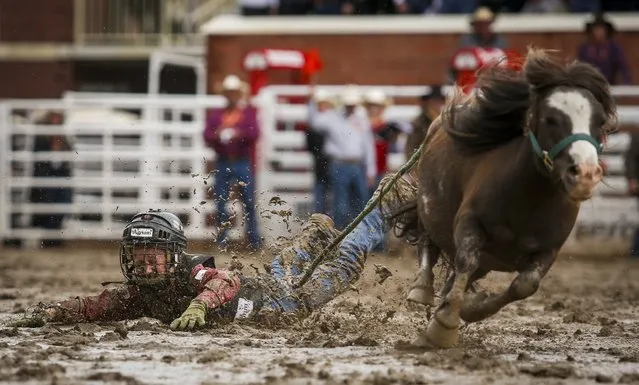 A competitor in the wild pony race is dragged through the mud at the Calgary Stampede in Calgary, Alberta, Friday, July 15, 2016. (Photo by Jeff McIntosh/The Canadian Press via AP Photo)