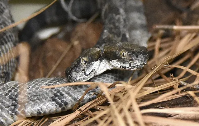 A two-headed timber rattlesnake moves across a bed of pine needles in its new home Thursday, September 14, 2017, at Arkansas State University in Jonesboro, Ark. The Jonesboro Sun reports the snake is 2 weeks old and 11 inches long. A Woodruff Electric worker found the snake outside a home last week on Arkansas 248. It was first taken to the Forrest L. Wood Crowley's Ridge Nature Center before finding a permanent home at ASU. (Photo by Staci Vandagriff/The Jonesboro Sun via AP Photo)