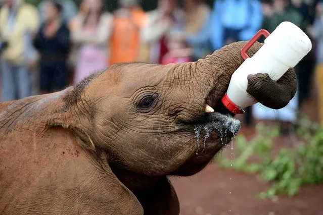 An orphaned baby elephant feeds itself on August 12, 2014, during the World elephant day, at the David Sheldrick Elephant Orphanage, at the Nairobi National Park, in Nairobi. Africa's elephants are under extreme threat from poaching, ivory trafficking, human-elephant conflict, and habitat loss. (Photo by Simon Maina/AFP Photo)