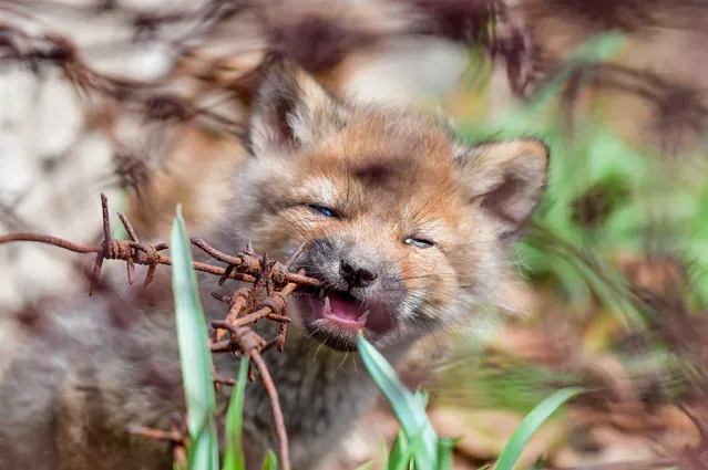 A fox cub seen on Vladivostok's Russky Island, Russia on April 18, 2020. The population of foxes on Russky Island is recovering after a decline in the 1990s caused by a wide spread of poaching. (Photo by Yuri Smityuk/TASS)