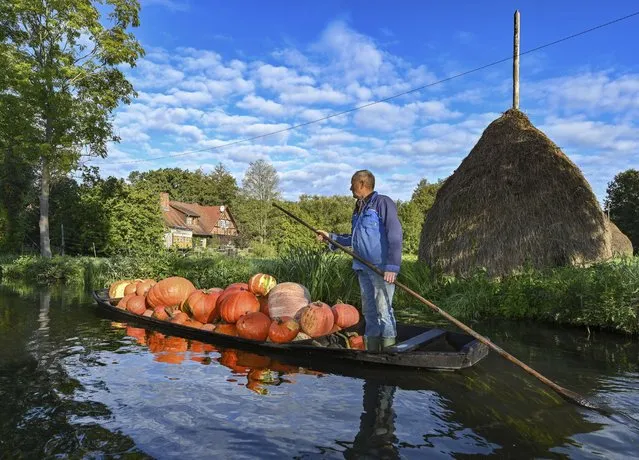 Harald Wenske drives a Spreewald barge fully loaded with pumpkins across a river in the early morning in Lehde, Brandenburg on September 21, 2022. The waterways in the Spreewald are called rivers. Autumn time is also pumpkin time. Traditionally, the 72-year-old also grows potatoes, horseradish and beets in addition to the pumpkins on his field, which is surrounded by rivers. (Photo by Patrick Pleul/dpa)
