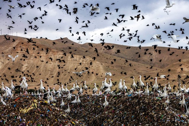Storks and Black Kite gather over recyclable material at the Tovlan landfill in the Jordan Valley, in the West Bank, on February 05, 2025. (Photo by Menahem Kahana/AFP Photo)