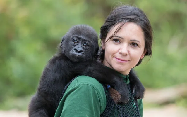 Baby gorilla Afia catches a ride on her keeper Joanne Rudd on 'Gorilla Island' at Bristol Zoo on August 10, 2016 in Bristol, England. The hand reared Western lowland gorilla who was born at the zoo by emergency C-section on February 12 is taken out onto the island daily to help build her confidence and awareness of what will eventually become her new home. Although Afia's mother Kera, still isn't aware that Afia is hers it is hoped that the young gorilla who is enjoying a varied diet of sweet potato, leafy lettuce and pellets, will continue to get to know her family under the watchful eyes of her dedicated keepers. (Photo by Matt Cardy/Getty Images)
