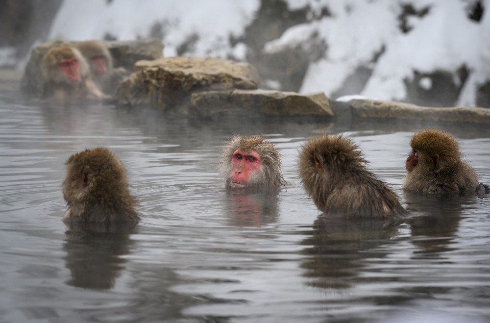 A Look at Life in Japan