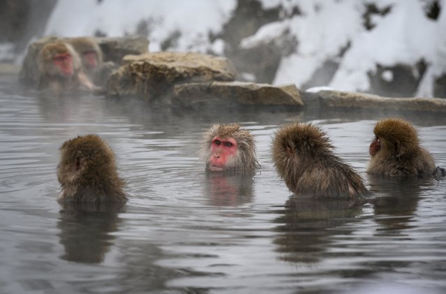 This photo taken on February 7, 2025 shows Japanese macaques, commonly referred to as “snow monkeys”, taking an open-air hot spring bath, or “onsen” at the Jigokudani (Hell's Valley) Monkey Park in the town of Yamanouchi, Nagano prefecture. (Photo by Mladen Antonov/AFP Photo)