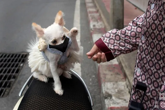 A pet dog named “Money”, wearing a pet face mask, plays with her owner in Bangkok, Thailand, Thursday, June 4, 2020. Daily life in capital resuming to normal as Thai government continues to ease restrictions related to running business in capital Bangkok that were imposed weeks ago to combat the spread of COVID-19. (Photo by Gemunu Amarasinghe/AP Photo)