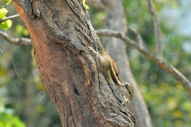 A squirrel sits on a tree branch in Siliguri, India, on March 23, 2025. (Photo by Diptendu Dutta/NurPhoto/Rex Features/Shutterstock)