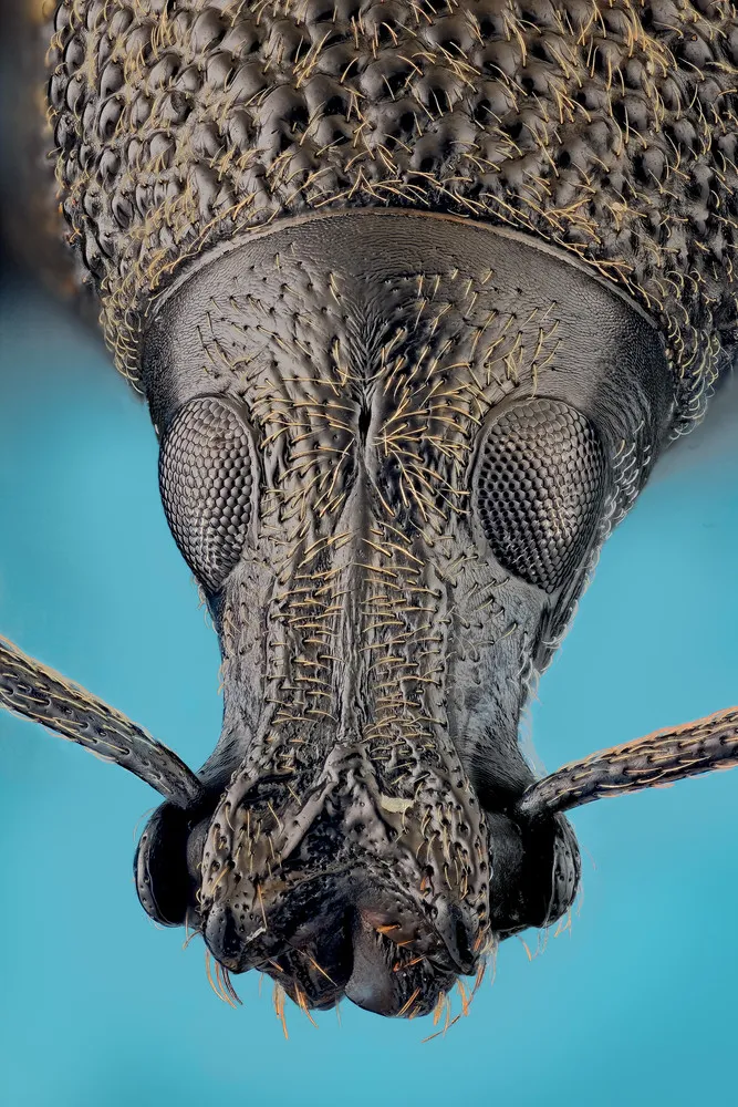Photographers: Andrea Hallgass. Insects Close-Up in High Resolution