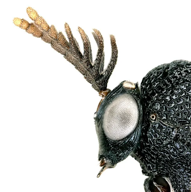 The branching antennae and huge torso of the male eucharitid wasp (Pseudochalcura gibbosa) are barely visible to the human eye. Since 2014, entomologists have sampled millions of insects around Los Angeles, identifying 800 species, including 47 new to science. (Photo by Lisa Gonzalez/BioScan Natural History Museums)