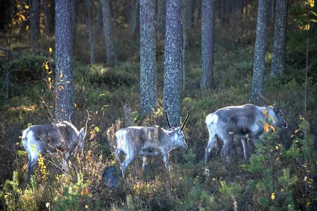 Reindeer walk in the boreal forest, above The Arctic Circle, in Finnish Lapland, near Kaakkurilampi on October 7, 2022, where during the last 20 years Scandinavian Arctic forests have been the target of an increasing amount of wood bugs, due to longer summers. (Photo by Olivier Morin/AFP Photo)