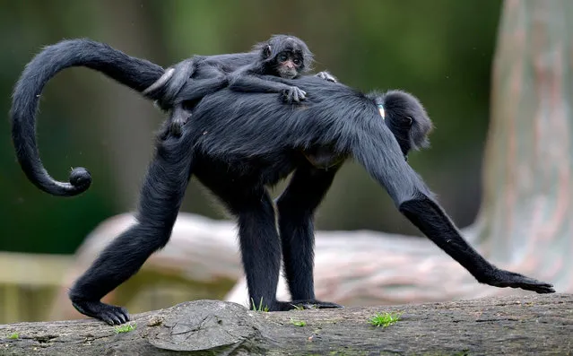 A Spider monkey carries its baby at Bioparque Wakata in Jaime Duque park, in Briceno municipality near Bogota, Colombia, on July 30, 2020. (Photo by Raúl Arboleda/AFP Photo)