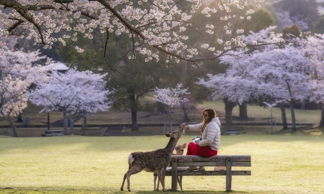 A woman feeds a sika deer at Nara Park, established in 1880 located at the foot of Mount Wakakusa (Mikasa) with its historical buildings and natural beauties, in Nara, Japan on May 04, 2025. The park is considered a natural treasure and is home to many wild animals and various plant species. Sika deer, a species native to East Asia and numbering more than 1,200, are among the symbols of the park and live among the sakura trees identified with the country. (Photo by Fatih Gonul/Anadolu via Getty Images)