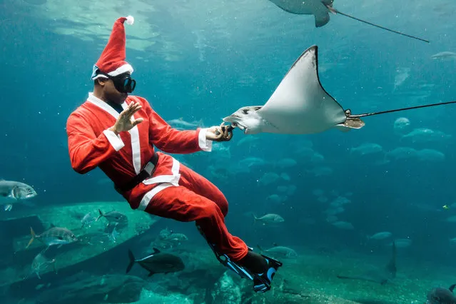 A South African diver dressed as Santa Claus feeds a stingray as he swims in an aquarium during a show before Christmas at Africa' s largest marine theme park, uShaka Sea World, in Durban on December 19, 2017. (Photo by Rajesh Jantilal/AFP Photo)