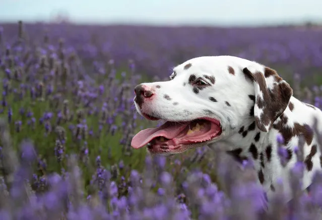 A Dalmatian is seen in a lavender field at Hitchin Lavender farm in Ickleford, Britain, August 4, 2020. (Photo by Peter Cziborra/Reuters)
