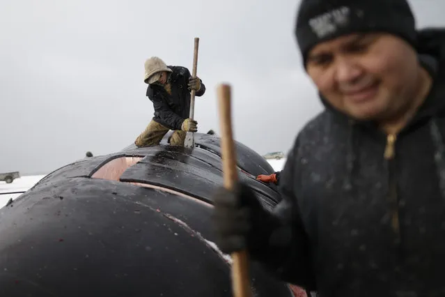 In this October 7, 2014, photo, cutters divide sections of skin and blubber while butchering a bowhead whale in a field near Barrow, Alaska. Young whalers often learn to help in butchering by learning to use the hook to pull off the giant slabs of skin and blubber. Later, they may move to the more skilled task of cutter. (Photo by Gregory Bull/AP Photo)