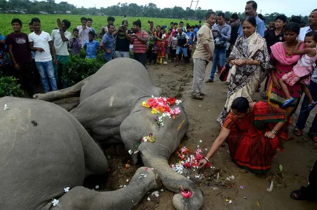 An Indian villager puts flowers on the body of a female elephants after they were electrocuted next to an electricity pole at Kiranchandra Tea Garden, on the outskirts of Siliguri, on September 10, 2016. Two female elephants were found near a electricity pole where they seem to have been electrocuted, a forest official said. (Photo by Diptendu Dutta/AFP Photo)