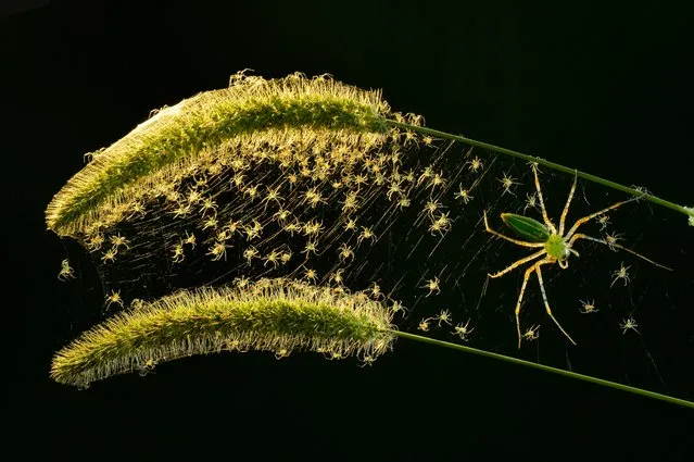 A green cat spider guarding its nest of tiny offspring in the mountains of central Taiwan. (Photo by Lung Tsai Wang/Close Up Photographer of the Year)