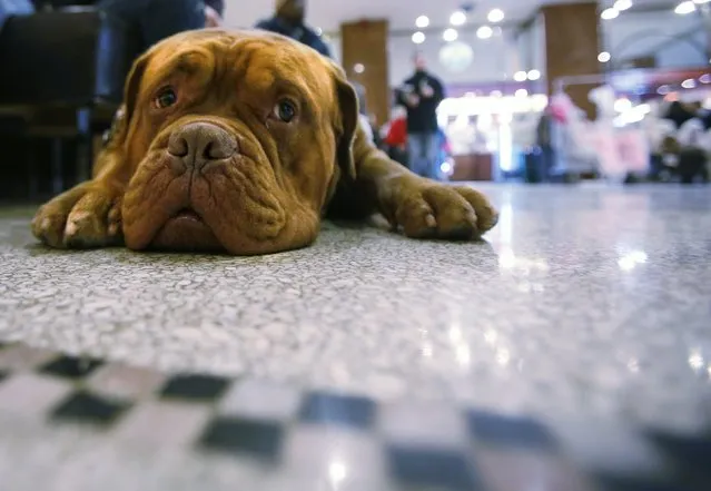Two-year-old Azlo, a Dogue de Bordeux, waits in the lobby for his room to be ready at the Hotel Pennsylvania in advance of the Westminster Dog Show in New York, February 10, 2013. (Photo by Carlo Allegri/Reuters)