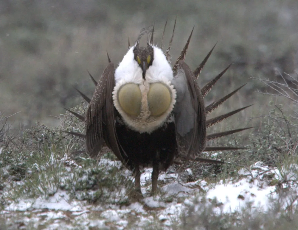 Greater Sage-Grouse