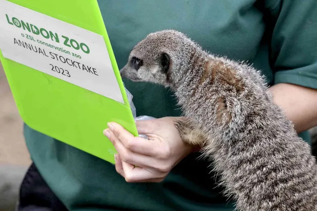 A Meerkat investigates a clipboard during the annual stocktake at London Zoo in London, Tuesday, January 3, 2023. Caring for over 500 different species, zookeepers will be kicking off the new year by tallying up every mammal, bird, reptile, fish and invertebrate at the Zoo – from gorillas to turtles. (Photo by Kirsty Wigglesworth/AP Photo)