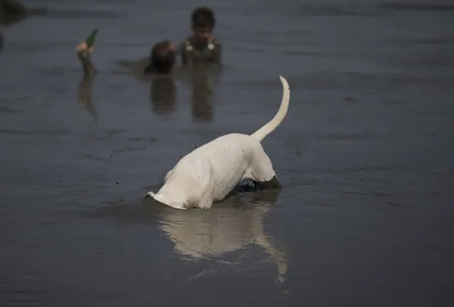 A dog plays in the mud during the traditional “Bloco da Lama” or “Mud Block” carnival party in Paraty, Brazil, Saturday, February 10, 2018. (Photo by Leo Correa/AP Photo)