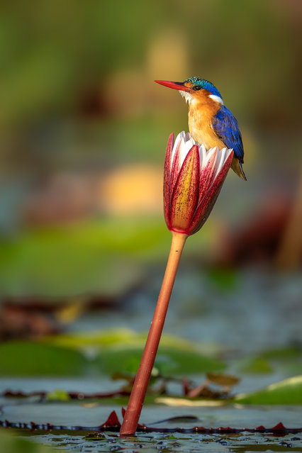 A malachite kingfisher balances on a lily flower above the Chobe River in northern Botswana in the last decade of July 2025, using the elevated perch to scout for prey in open water below. (Photo by Charl Stols/Solent News & Photo Agency)