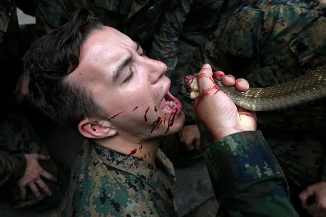 A U.S. Marine drinks the blood of a cobra during a jungle survival exercise as part of the “Cobra Gold 2018” (CG18) joint military exercise, at a military base in Chonburi province, Thailand, February 19, 2018. (Photo by Athit Perawongmetha/Reuters)