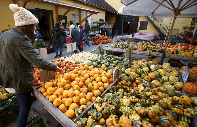Various kinds of pumpkins, out of some 400 on display grown this season, are seen on sale at Franzlbauer farm in Hintersdorf, Austria, October 27, 2015. (Photo by Heinz-Peter Bader/Reuters)