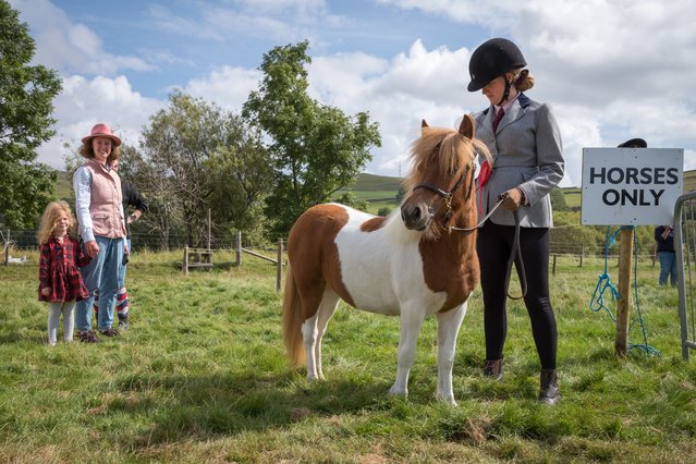 A mountain and moorland pony waits to be led into the arena during the Kilnsey Show on August 26, 2025 in Skipton, United Kingdom. As the Yorkshire Dales' premier agricultural show, Kilnsey Show has been marking the end of summer in the Dales since 1897. Set in the picturesque village of Kilnsey under the shadow of the spectacular Kilnsey Crag, the diverse selection of trade stands, demonstrations and amusements on the field showcases country life, farming, and traditions and events include sheep, cattle, horse, dry-stone walling, vintage tractors, horse and harness racing, and the famous fell race. Each year, the show, organised by the Upper Wharfedale Agricultural Society, draws crowds of up to 15,000. (Photo by Ian Forsyth/Getty Images)