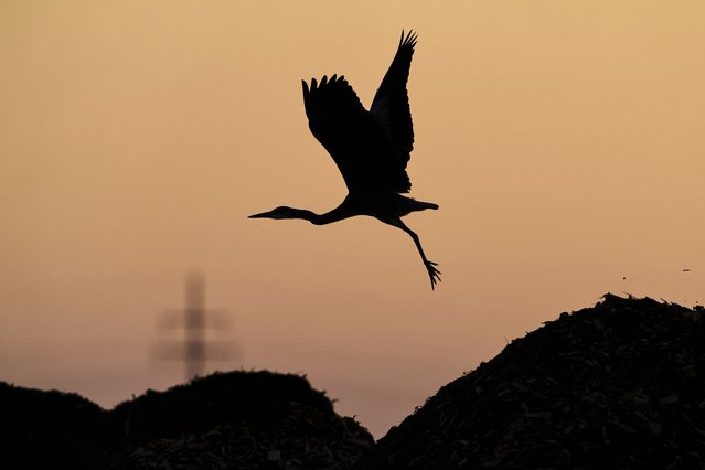 A heron takes off from a dung hill in Frankfurt, Germany, Monday, August 18, 2025. (Photo by Michael Probst/AP Photo)