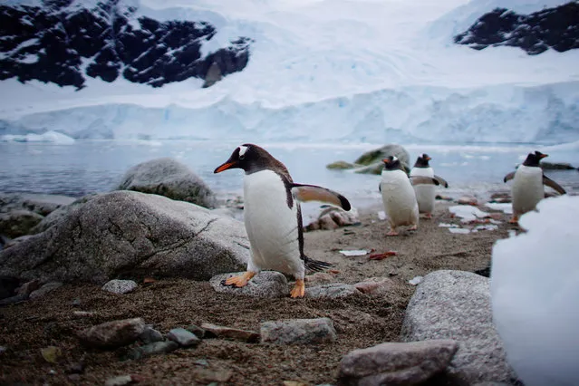 Penguins come ashore in Neko Harbour, Antarctica, February 16, 2018. (Photo by Alexandre Meneghini/Reuters)