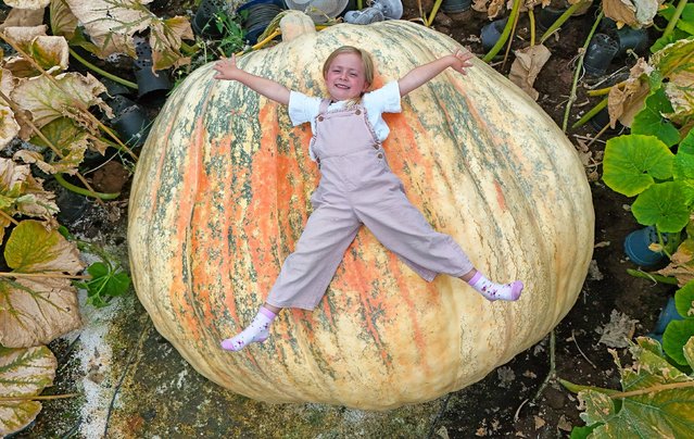 Four-year-old Etta Syrett relaxes on one of two giant pumpkins at Pinetops Nurseries in Lymington, UK on September 22, 2025, affectionately named “Dumbledore” and ”Muggle”. Grown by twins Ian and Stuart Paton, each weighs an estimated 1,179 kg (2,600 lbs). The 64-year-old brothers were inspired by Hagrid’s pumpkin patch in Harry Potter and hope to break the world record. (Photo by Ollie Thompson/Solent News & Photo Agency)