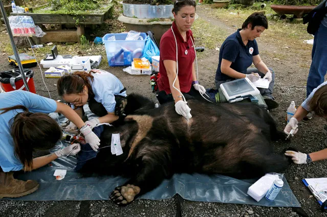 Veterinarians of Four Paws animals welfare charity, check May, a female moon bear, during her rescue from a bear farm for bile trading to a bear sanctuary, an animal welfare project by Four Paws in Ninh Binh province, Vietnam April 26, 2018. (Photo by Reuters/Kham)