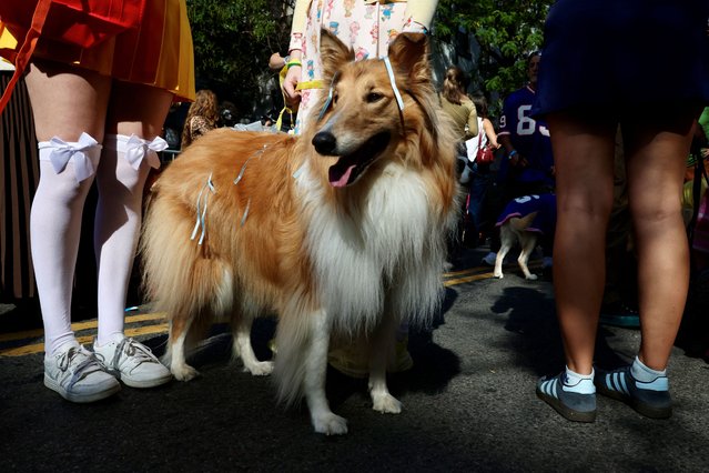 People and dogs take part in the Annual Tompkins Square Halloween Dog Parade in New York City, U.S., October 19, 2025. (Photo by Kevin Coombs/Reuters)