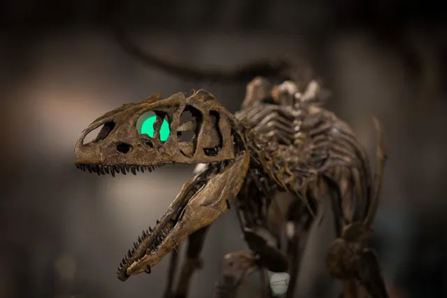 An Allosaurs nicknamed 'Young Al' estimated to sell for £300,000 - 500,000 is displayed at Summers Place Auctions on November 19, 2015 in Billingshurst, England. This juvenile dinosaur's remains, which are extremely rarely found, are 150-155 million years old and were discovered in Wyoming, USA. Summers Place Auctions Third Evolution Sale of taxidermy, fossils and minerals will take place on November 25. (Photo by Rob Stothard/Getty Images)