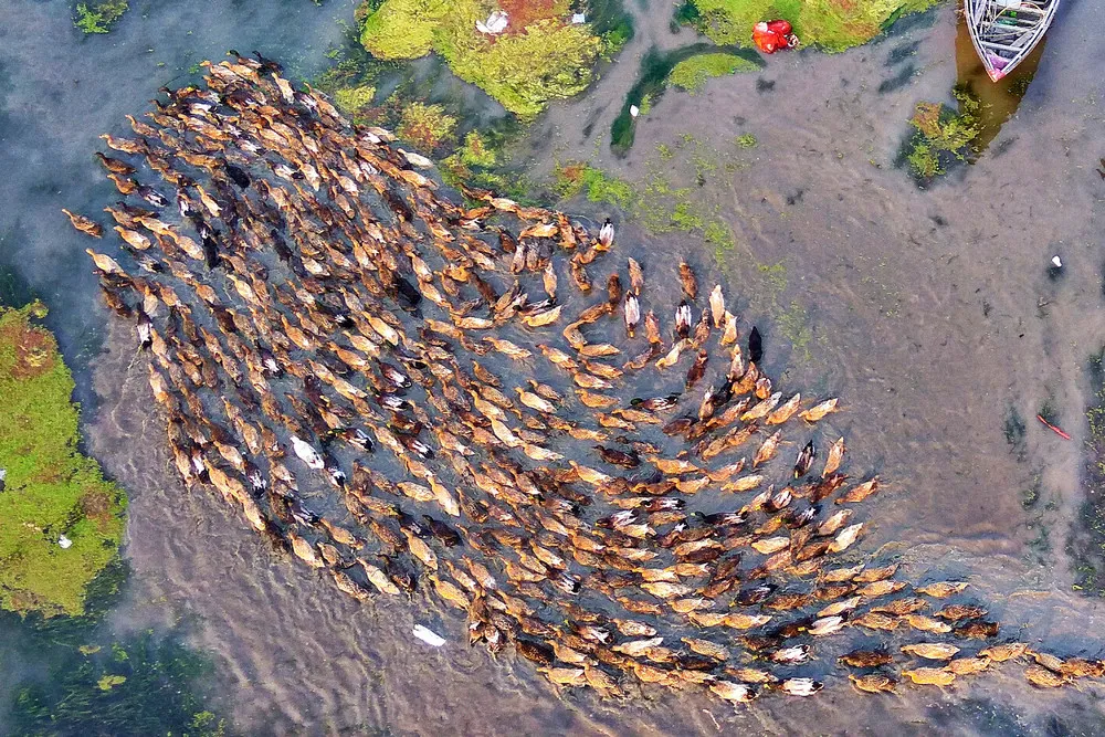 Ducks from Above